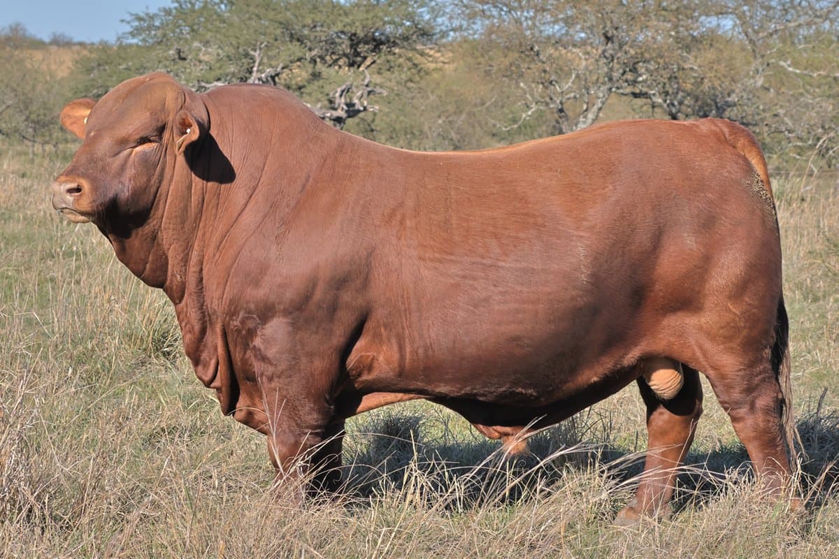 RINCÓN IBERÁ 21128 DRAGO