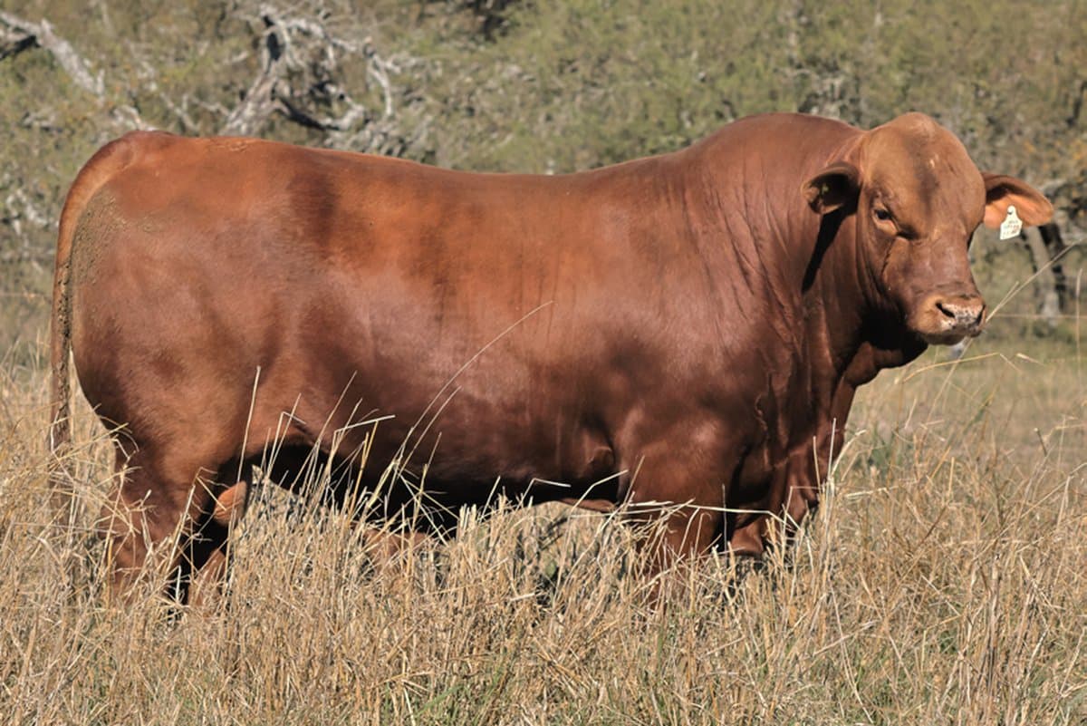 RINCÓN IBERÁ 21140 DRAGO