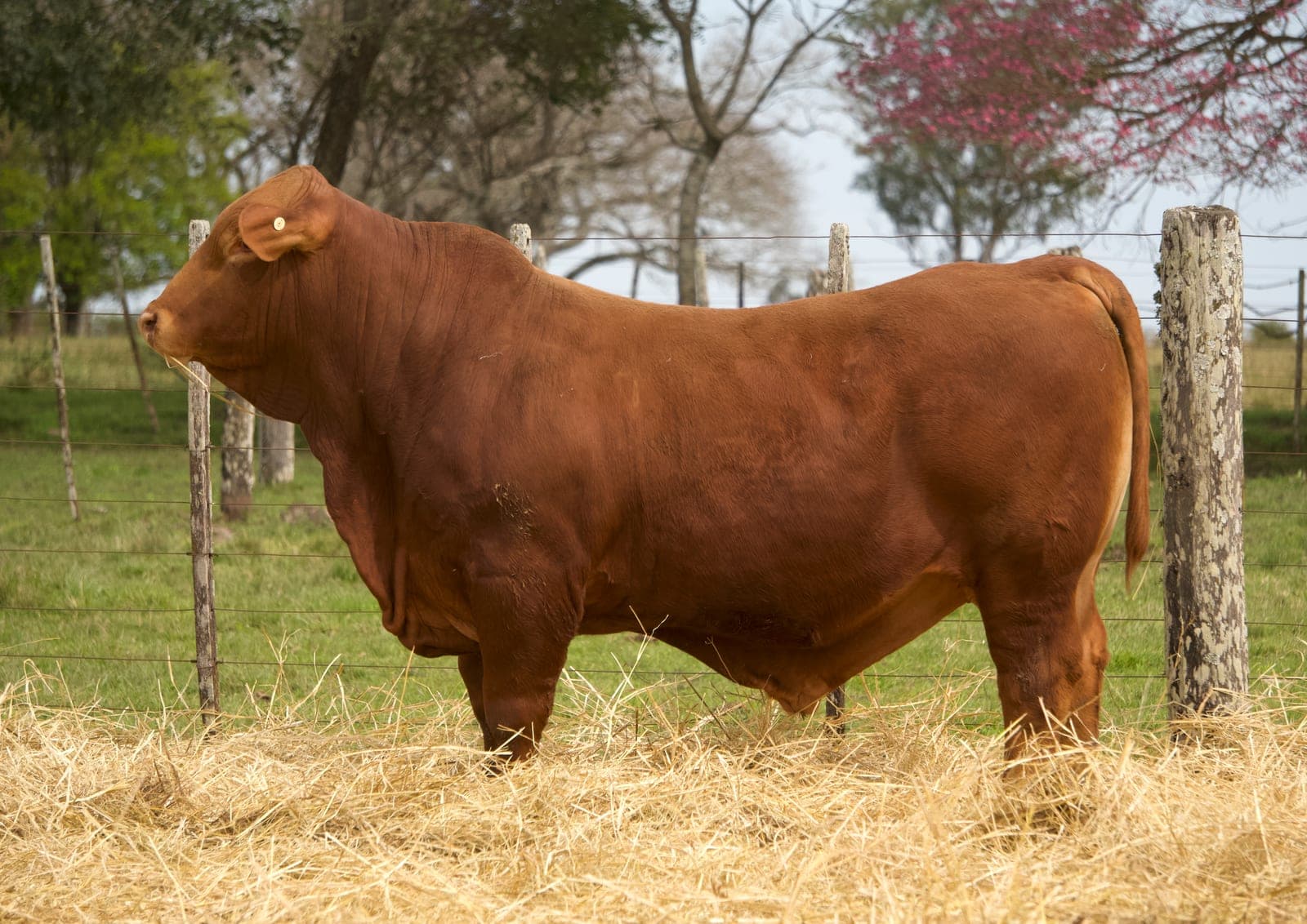 RINCON IBERA 24587 RDI_C VIAMONTE FIV