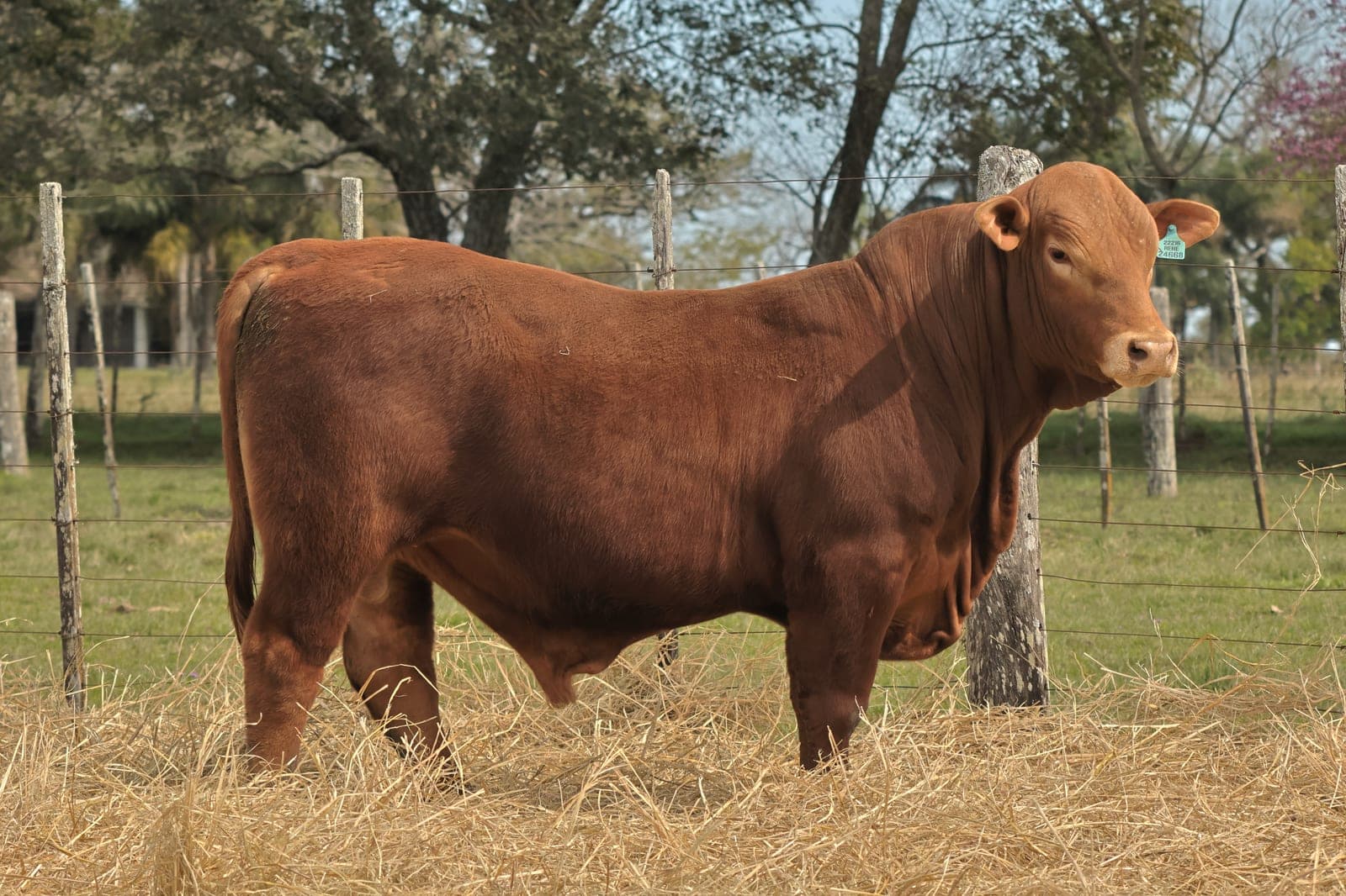 RINCON IBERA 24668 RDI RENEGADO