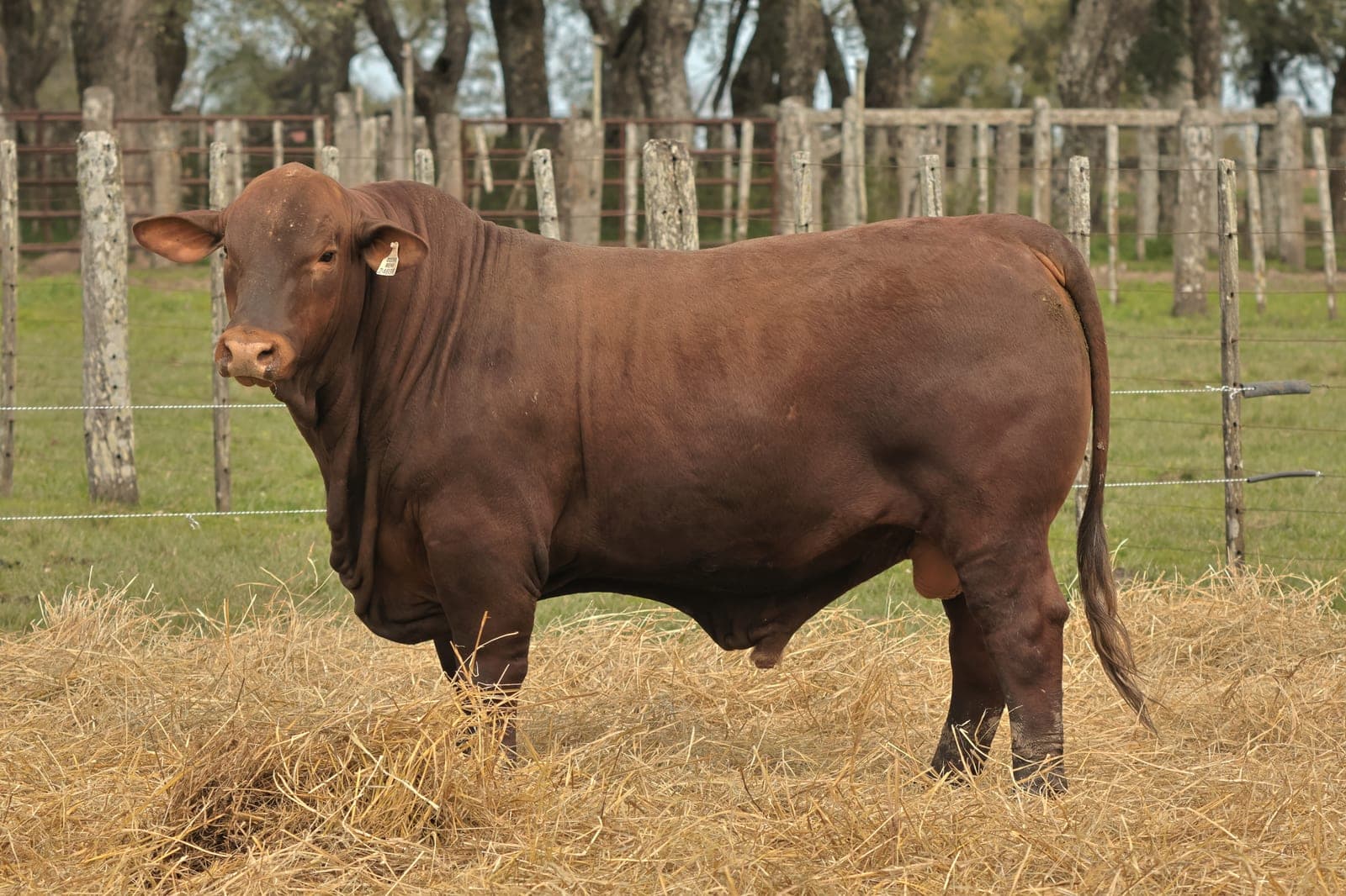 RINCON IBERA 24695 RDI RENEGADO FIV