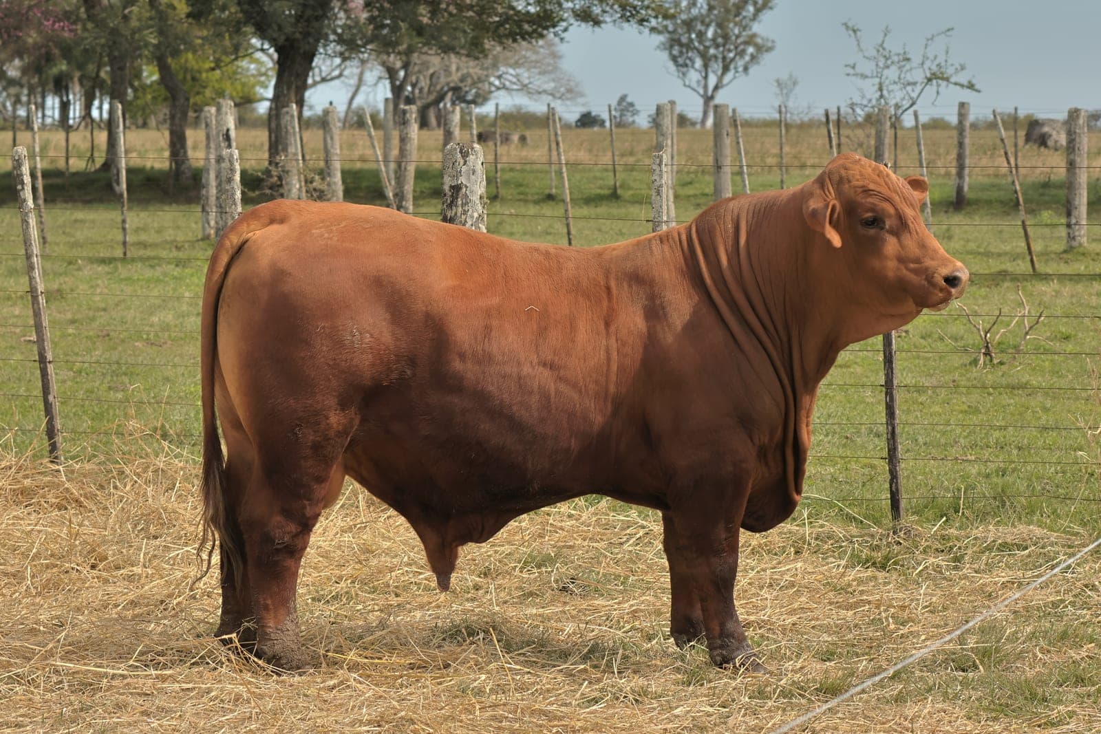 RINCON IBERA 24749 RDI MUNDIAL FIV