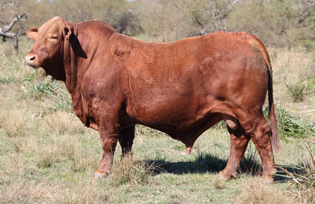 RINCÓN IBERÁ 21111