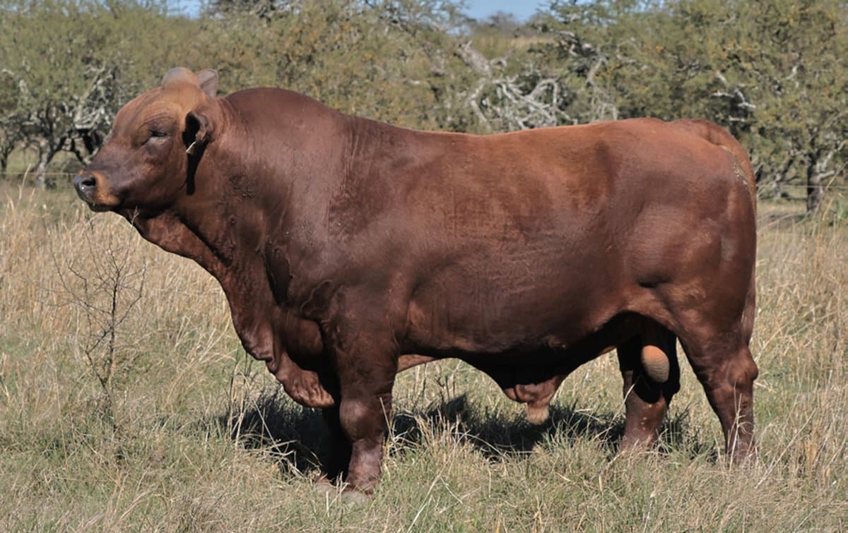RINCÓN IBERÁ 21126