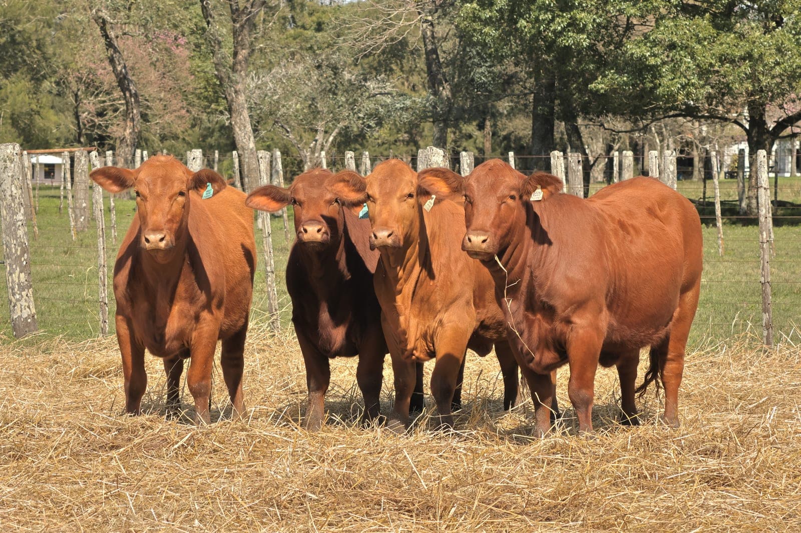 Lote de 4 vaquillonas