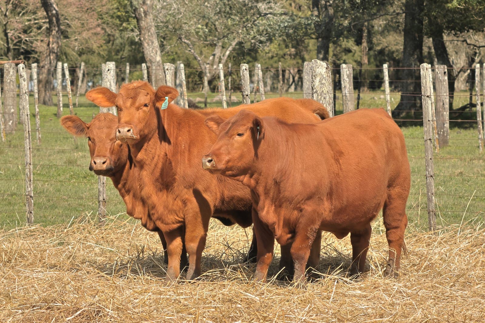 Lote de 3 vaquillonas