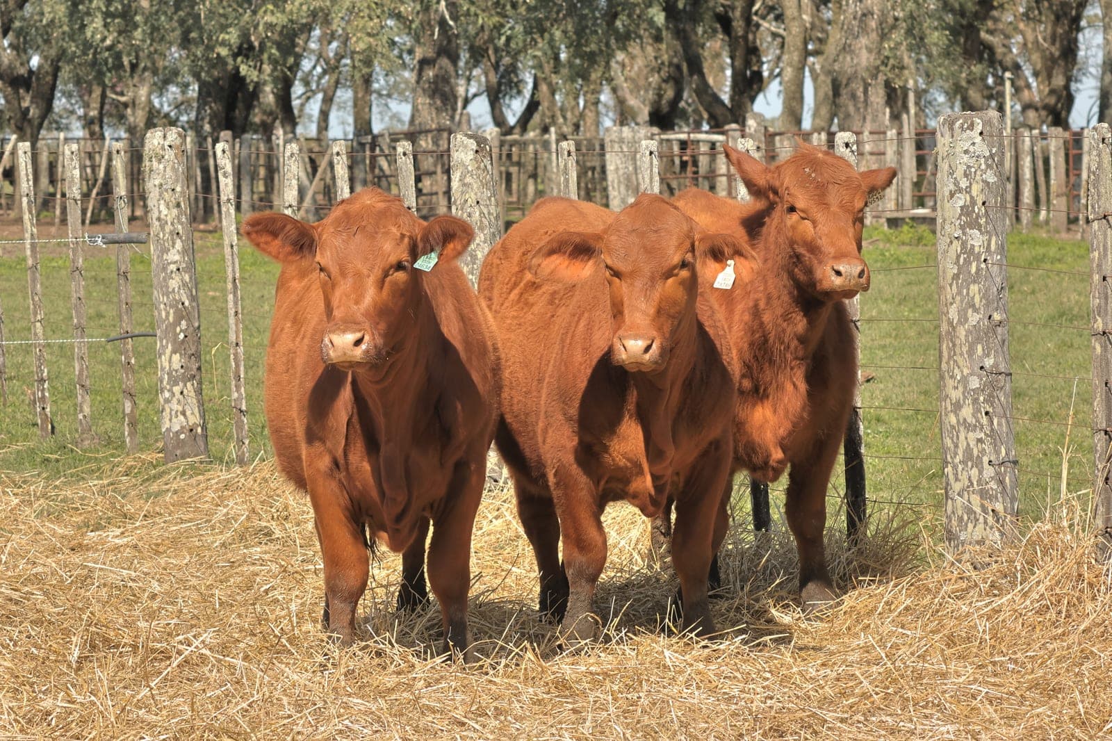 Lote de 3 vaquillonas