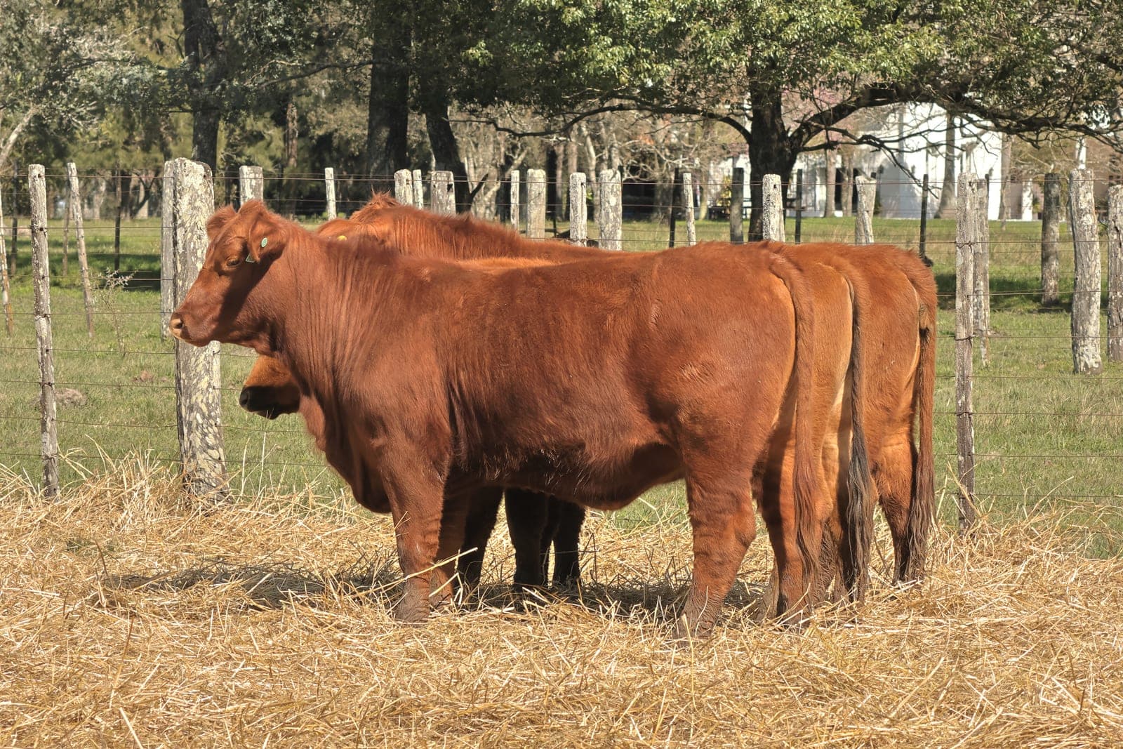 Lote de 3 vaquillonas