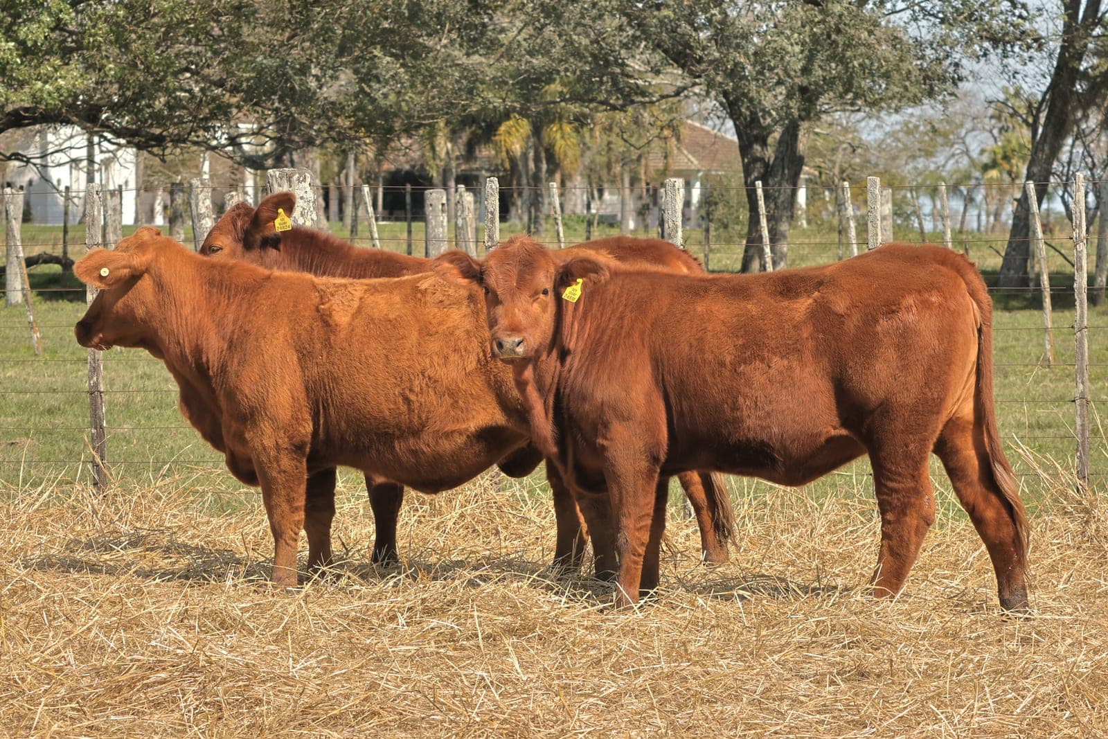 Lote de 3 vaquillonas