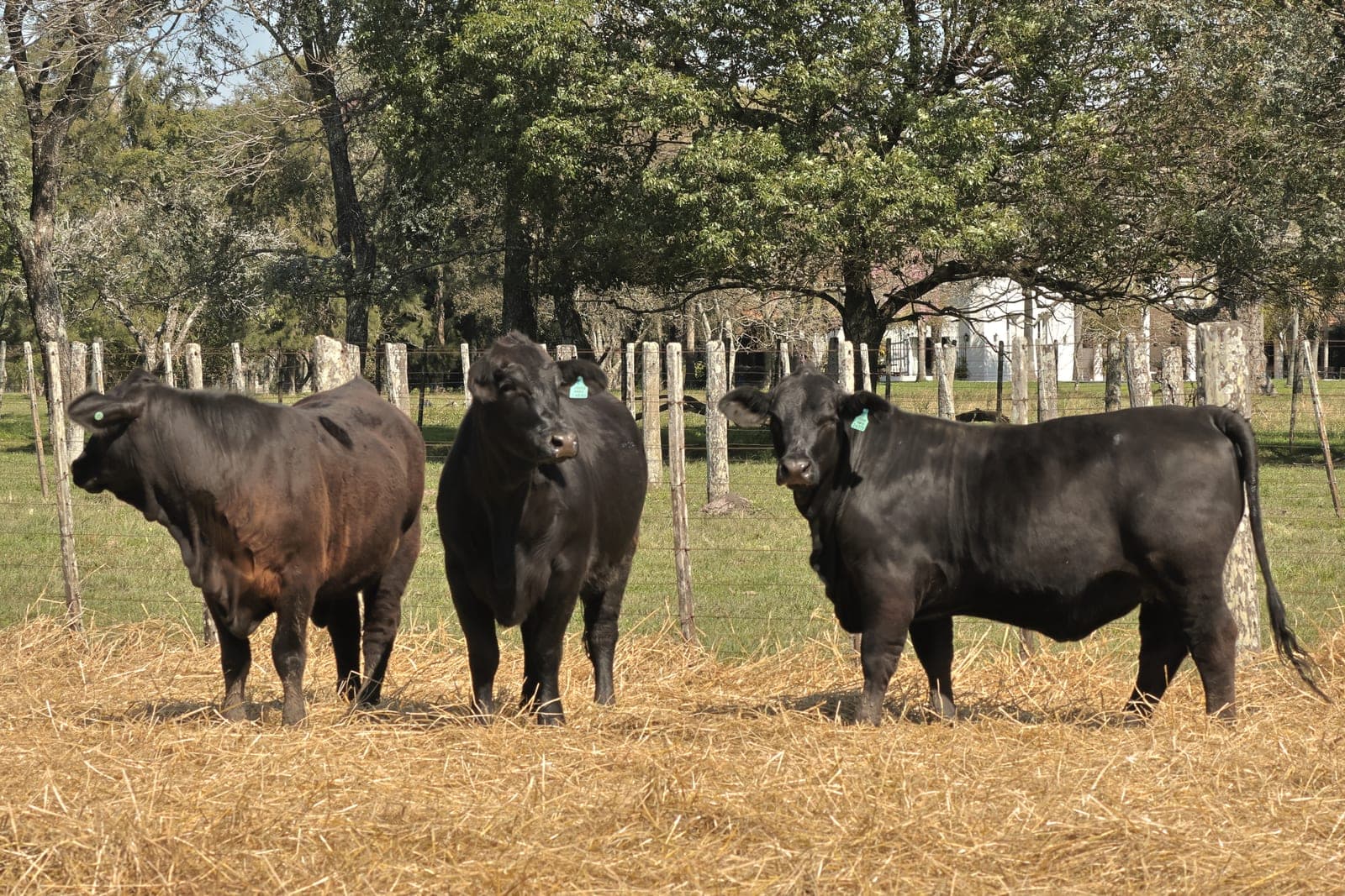 Lote de 3 vaquillonas