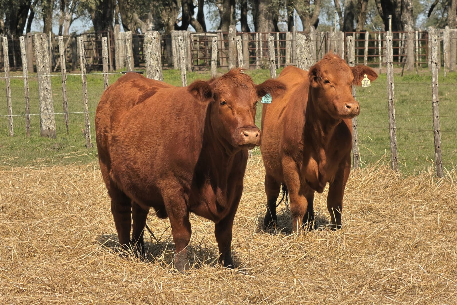 Lote de 2 vaquillonas