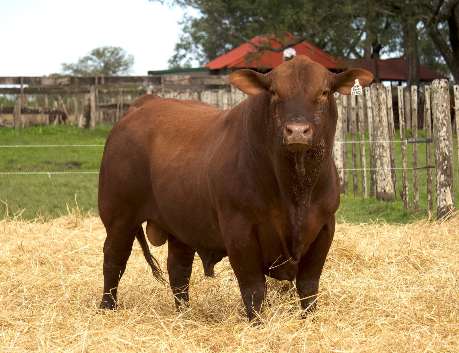 RINCON IBERA 23365 NANDO 3094 FIV