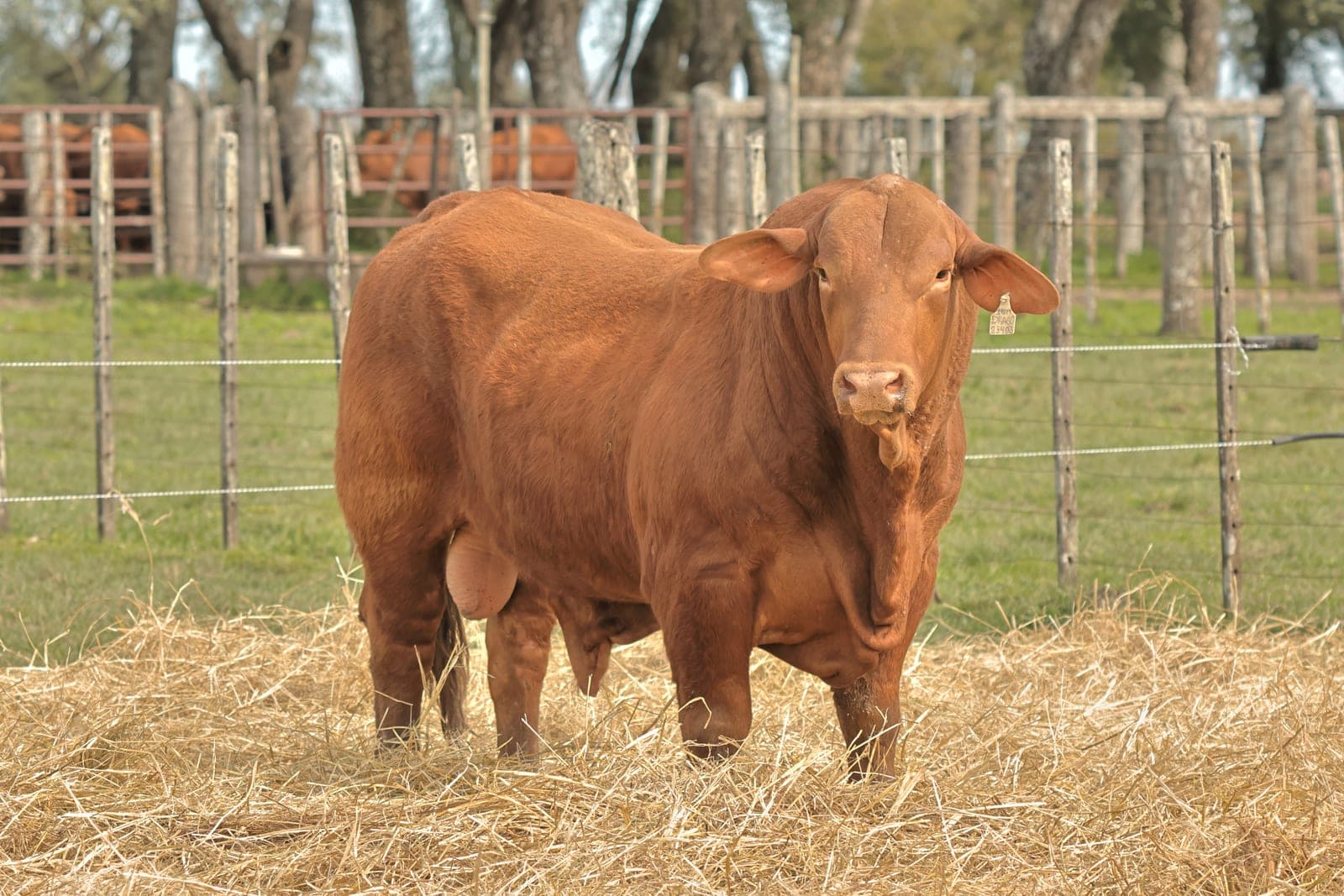 RINCON IBERA 23403 DRAGO 19019 FIV