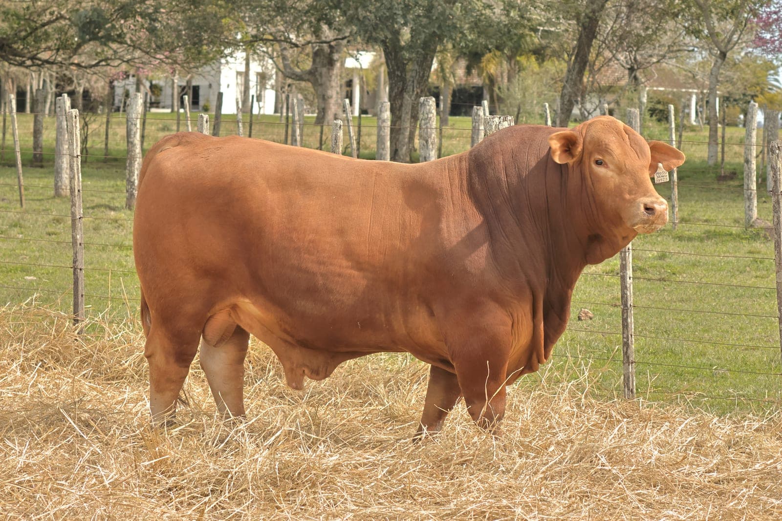RINCON IBERA 23423 DRAGO 19050 FIV