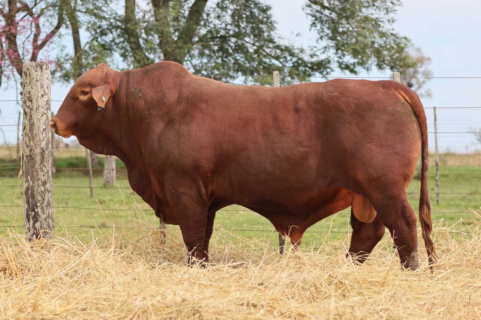 RINCON IBERA 24541 RDI RENEGADO