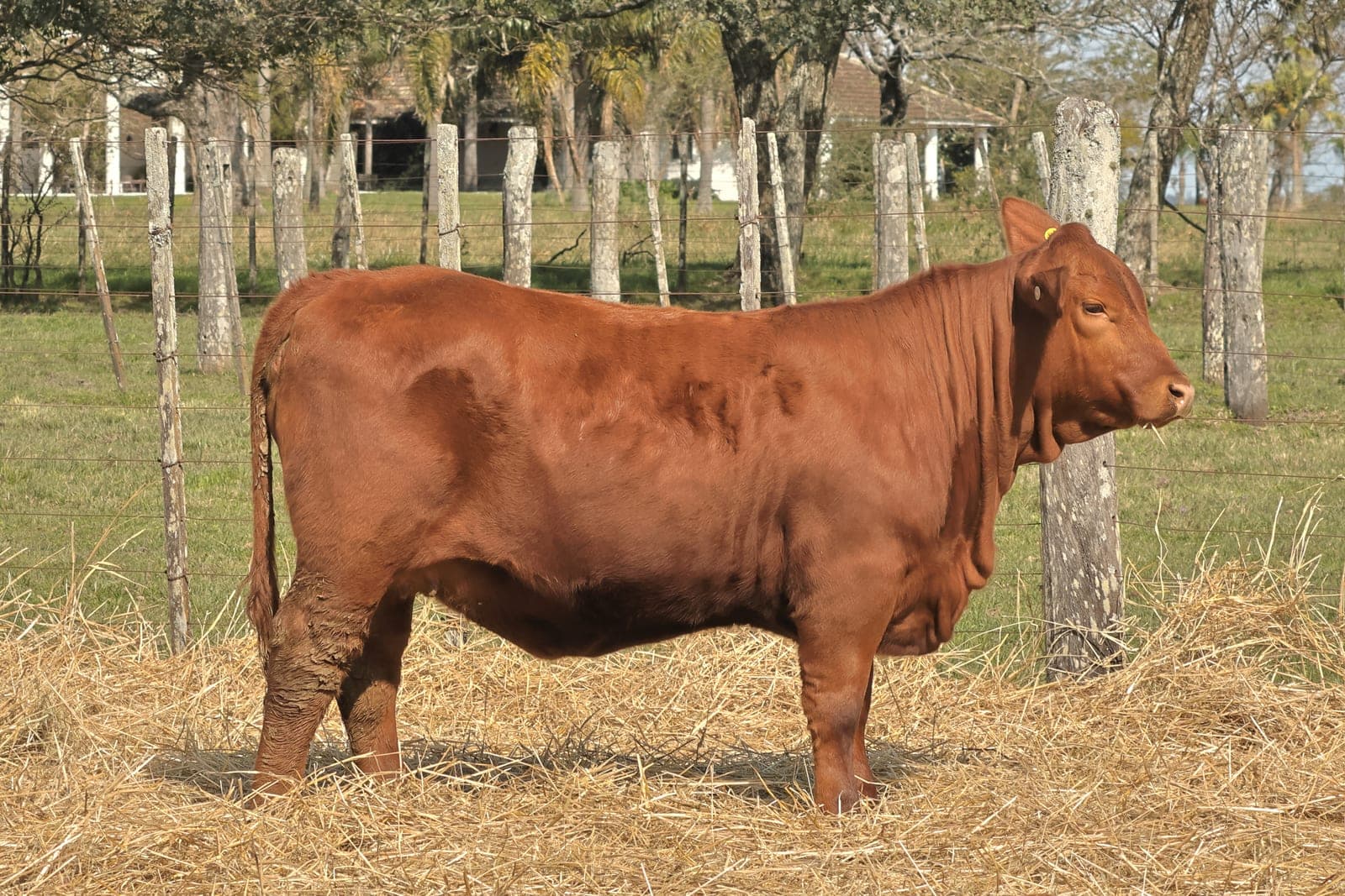 RINCON IBERA 25940 RIDEI_C CAYENNE FIV