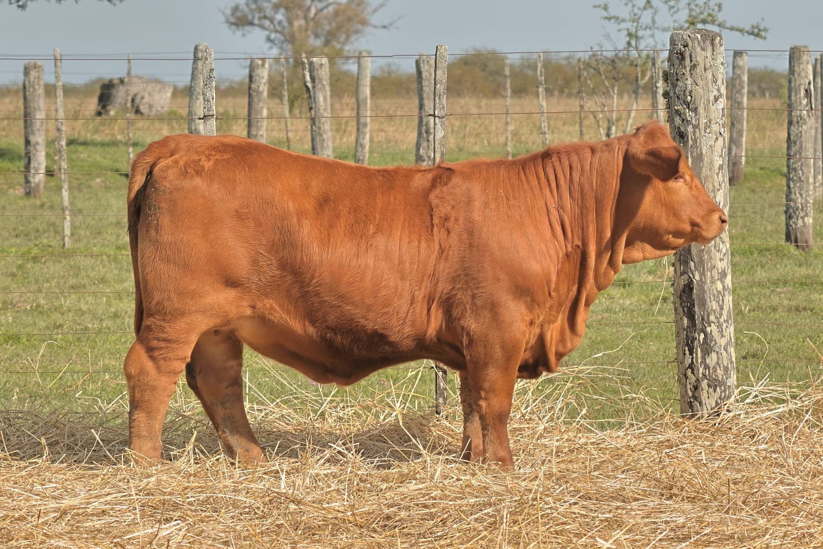 RINCON IBERA 25960 RIDEI_C DRAGO FIV